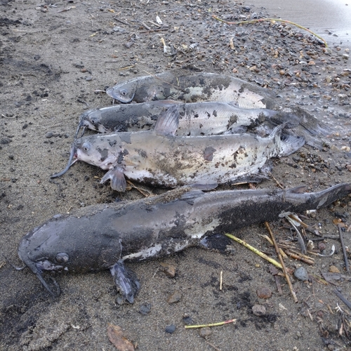 アメリカナマズの釣果