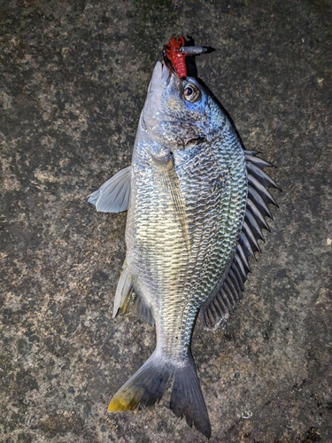 キビレの釣果