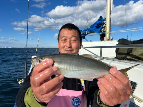 マアジの釣果