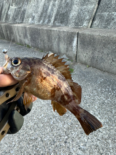 アカメバルの釣果