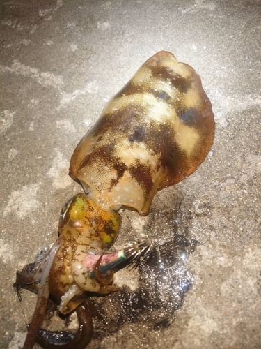 アオリイカの釣果