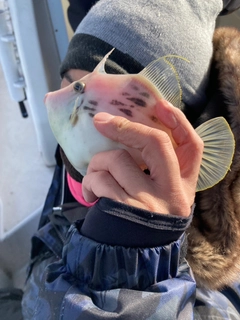 カワハギの釣果