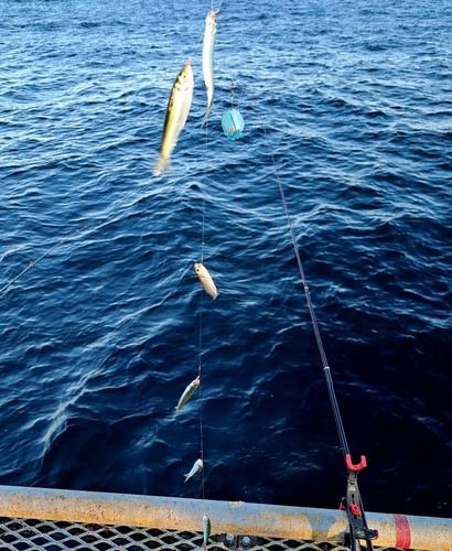 カタクチイワシの釣果