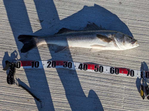 シーバスの釣果