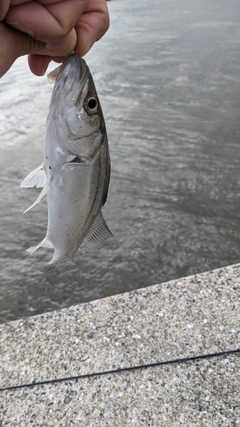 セイゴ（マルスズキ）の釣果