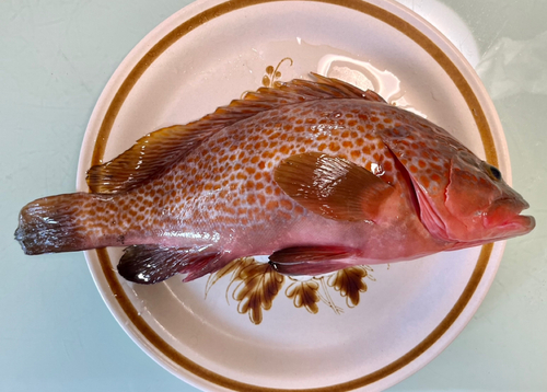 アコウの釣果