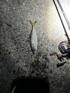 シロメバルの釣果