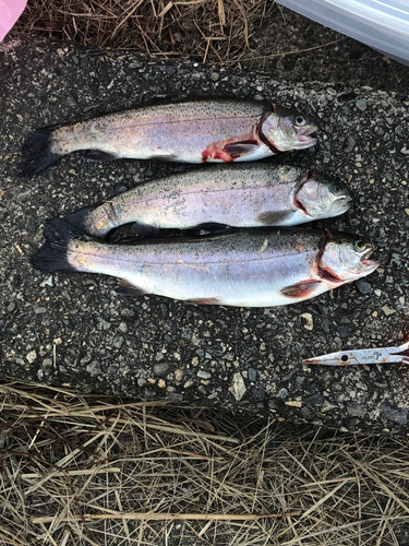 ニジマスの釣果