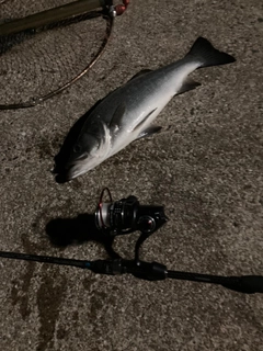 セイゴ（マルスズキ）の釣果