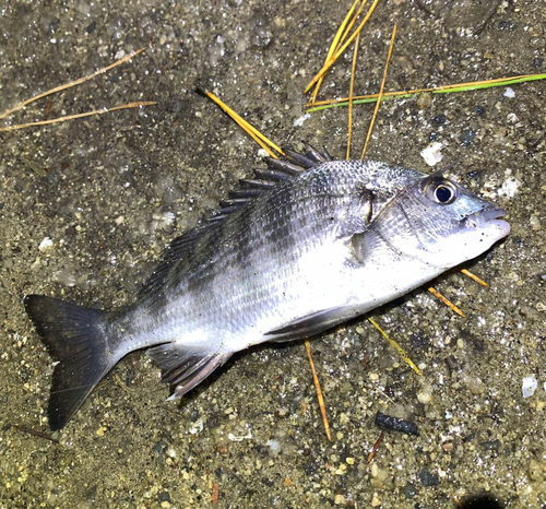 セイゴ（マルスズキ）の釣果