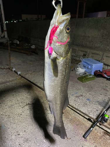 スズキの釣果