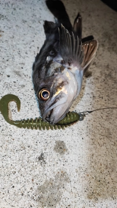 クロソイの釣果