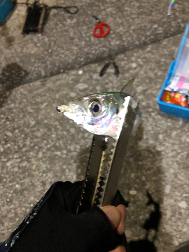 アカカマスの釣果