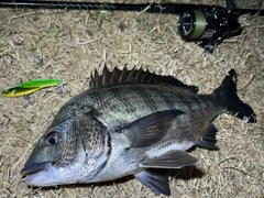 チヌの釣果