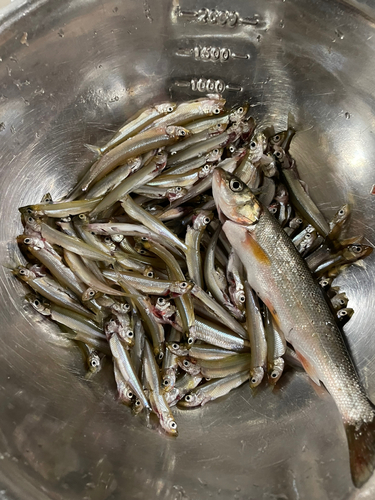 ワカサギの釣果