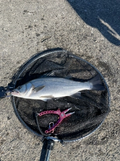 ヒラスズキの釣果