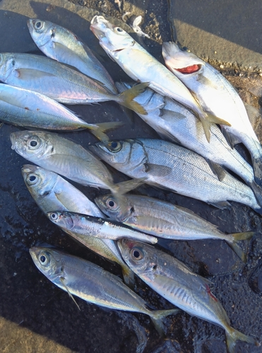 アジの釣果