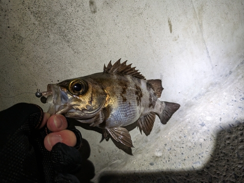 メバルの釣果