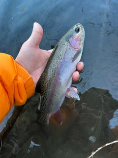 ニジマスの釣果