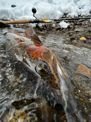 ニジマスの釣果