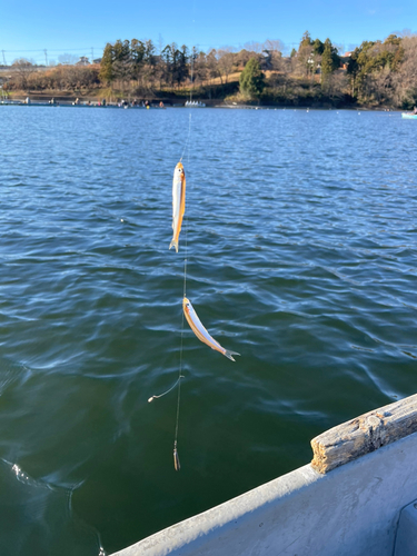 ワカサギの釣果