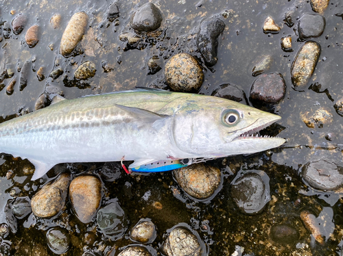 サゴシの釣果