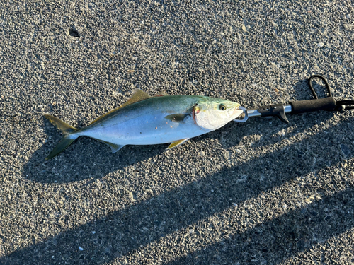 イナダの釣果