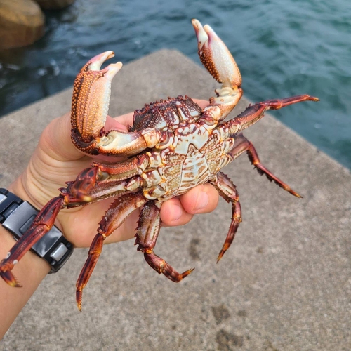 カニの釣果