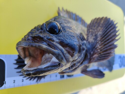 ムラソイの釣果