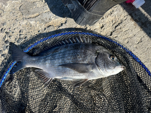 チヌの釣果