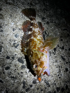 カサゴの釣果