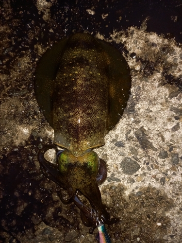 アオリイカの釣果