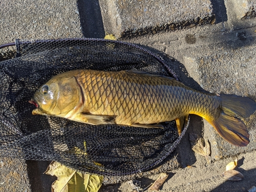 コイの釣果