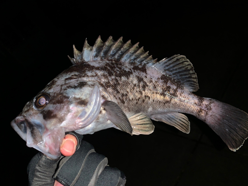 クロソイの釣果