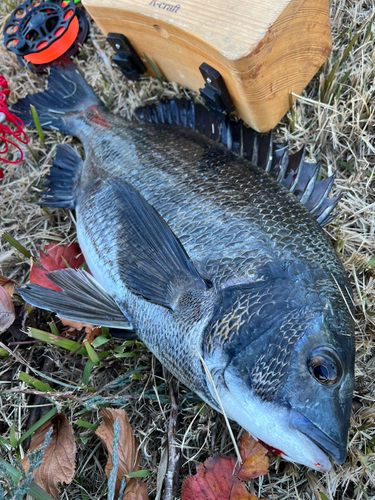 チヌの釣果