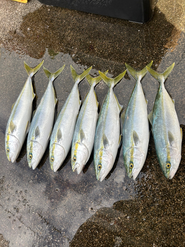 ハマチの釣果