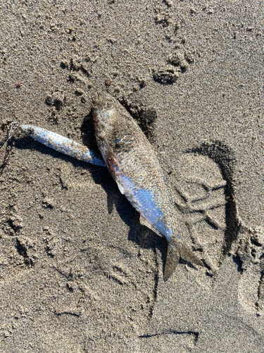 コノシロの釣果