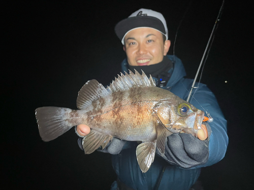 シロメバルの釣果