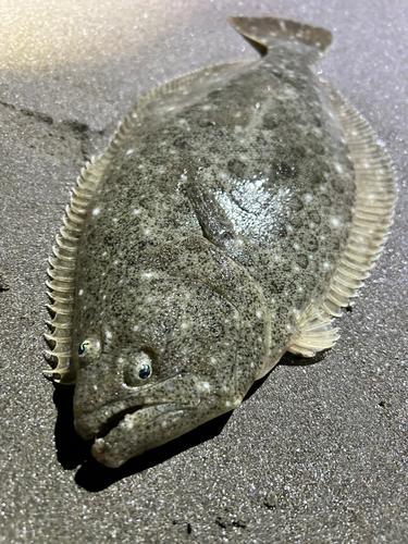 ヒラメの釣果