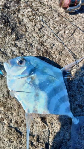 イトヒキアジの釣果