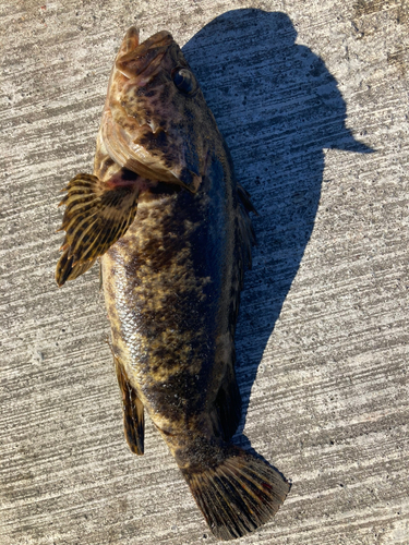 ベッコウゾイの釣果