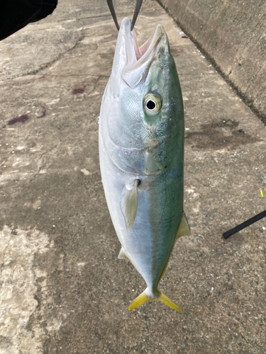 ヤズの釣果