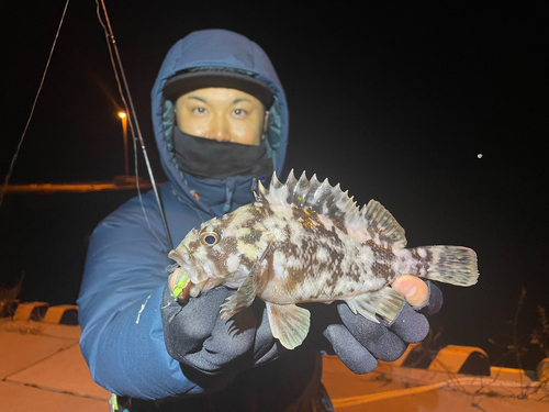 オウゴンムラソイの釣果