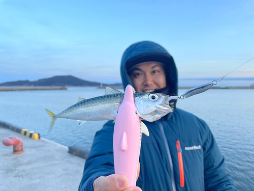 サバの釣果