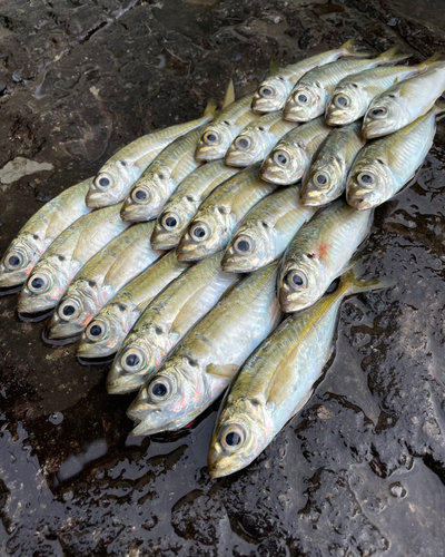 アジの釣果