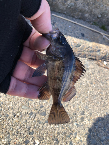 メバルの釣果