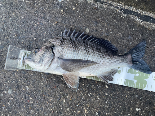 クロダイの釣果