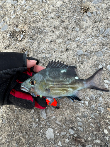 バラフエダイの釣果