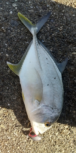 ロウニンアジの釣果