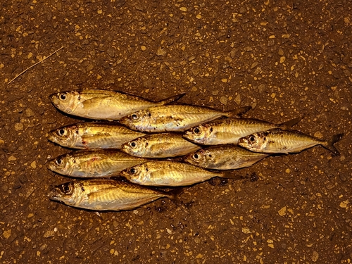 アジの釣果